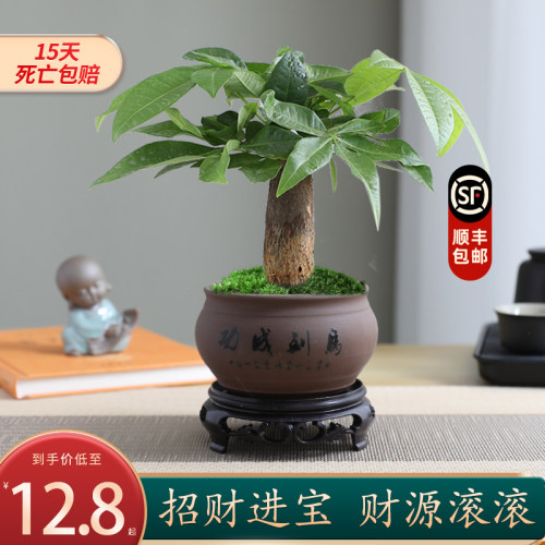 发财树小盆栽室内花卉绿植盆栽
