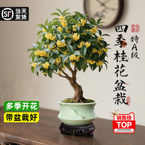 特级四季桂花盆栽室内阳台花卉