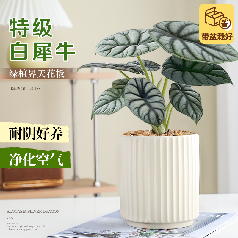 白犀牛海芋盆栽办公室内桌面净化