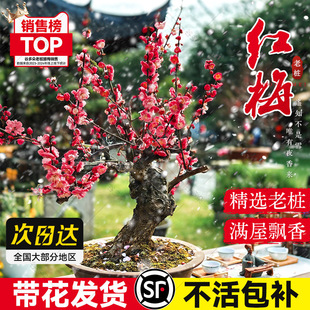 红梅花盆栽树苗原生老桩盆景阳台庭院绿植物四季腊梅浓香花卉耐寒