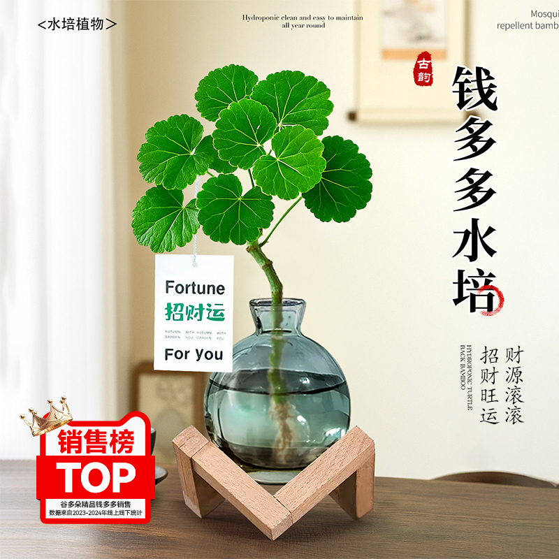 水培圆叶福禄桐钱多多盆栽绿植物