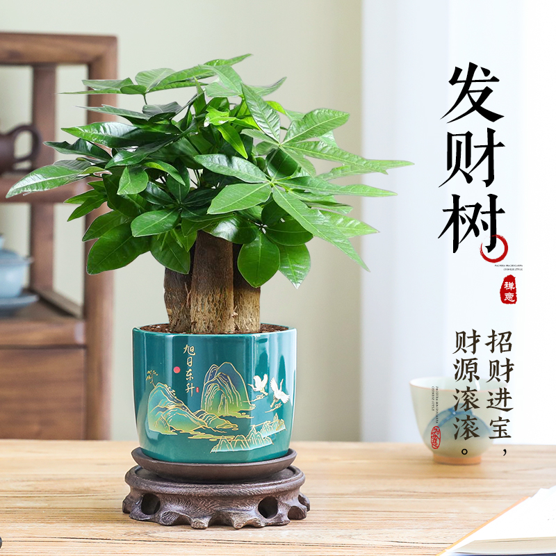 三杆发财树室内小盆栽招财绿植
