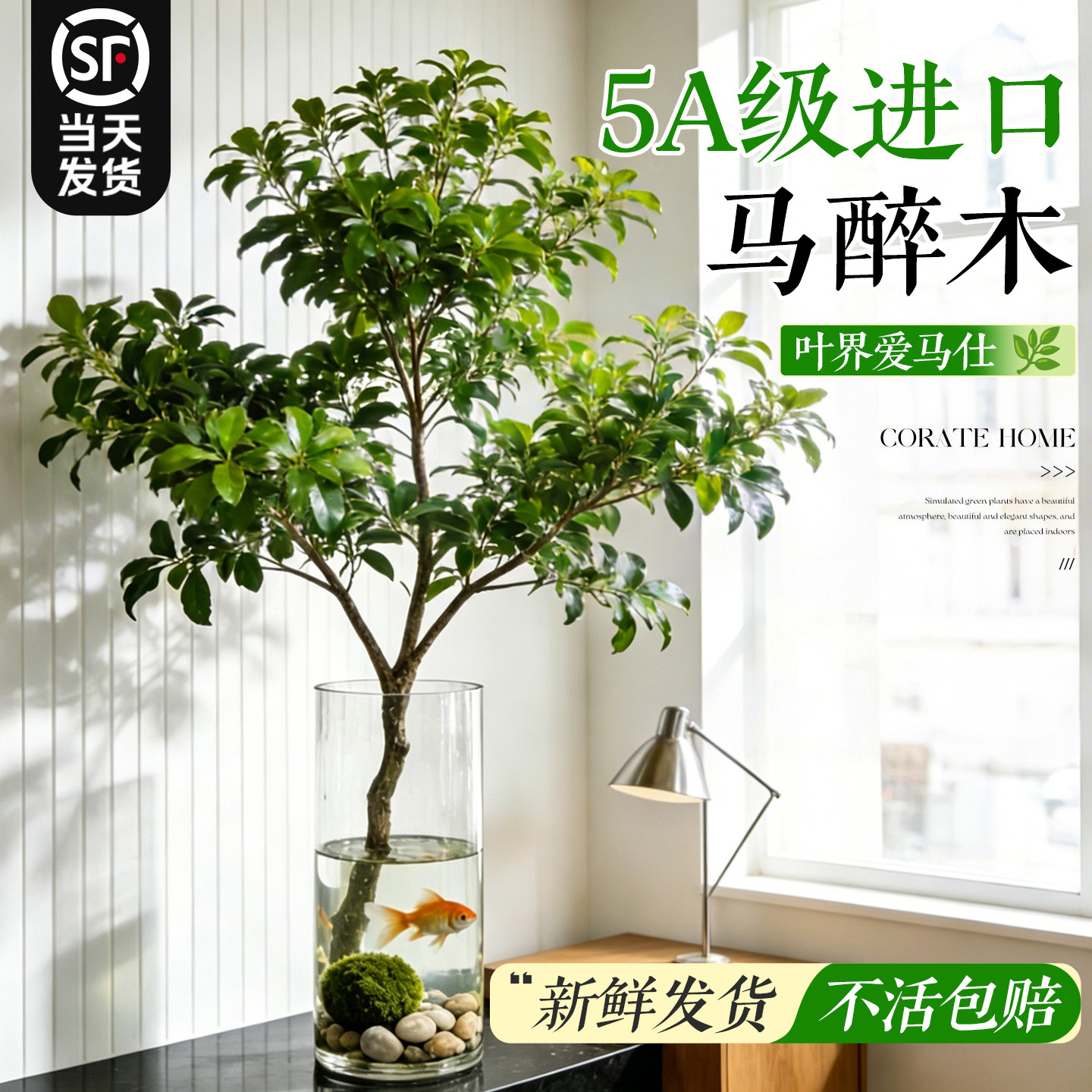 水培进口马醉木客厅桌面上植物美男树日本吊钟枝条氛围感好养绿植 - 实物图