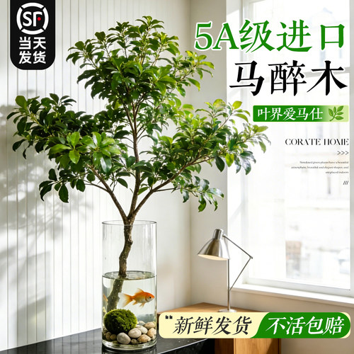 水培进口马醉木客厅桌面上绿植物