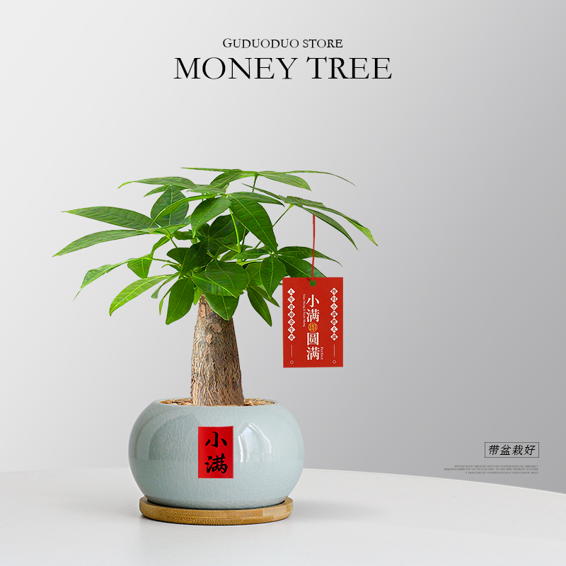 特级发财树小盆栽室内绿植好养