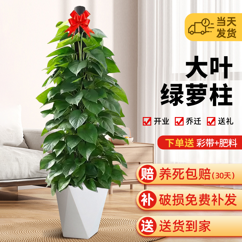 大叶绿萝柱盆栽室内绿植净化空气