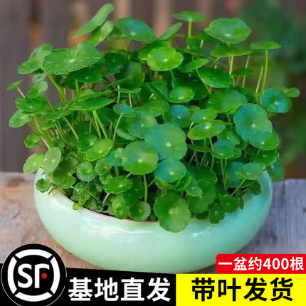 水培带叶铜钱草盆栽植物室内小绿植花卉水养金钱草籽水生四季好养