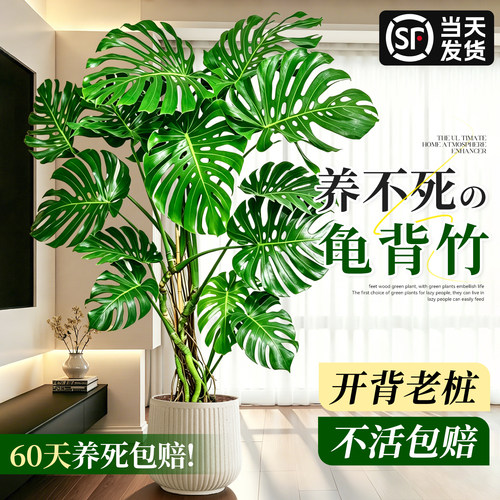 龟背竹客厅绿植物盆好养落地盆景