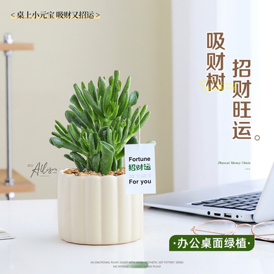 吸财树盆栽办公室桌面招财好养活