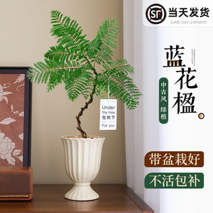 蓝花楹盆栽室内桌面客厅绿植中古风飘枝老桩造型植物四季好养易活