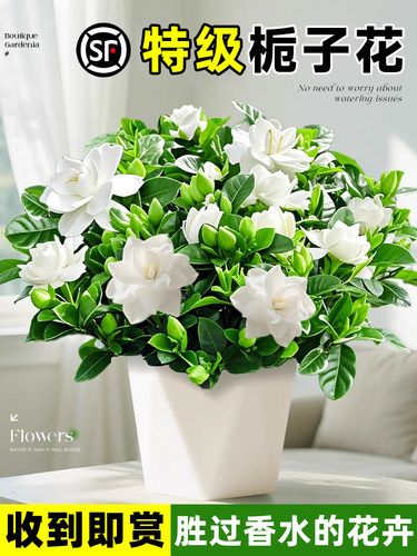 大盆栀子花盆栽多季开花植物树苗室内绿植阳台好养活茉莉花带花苞