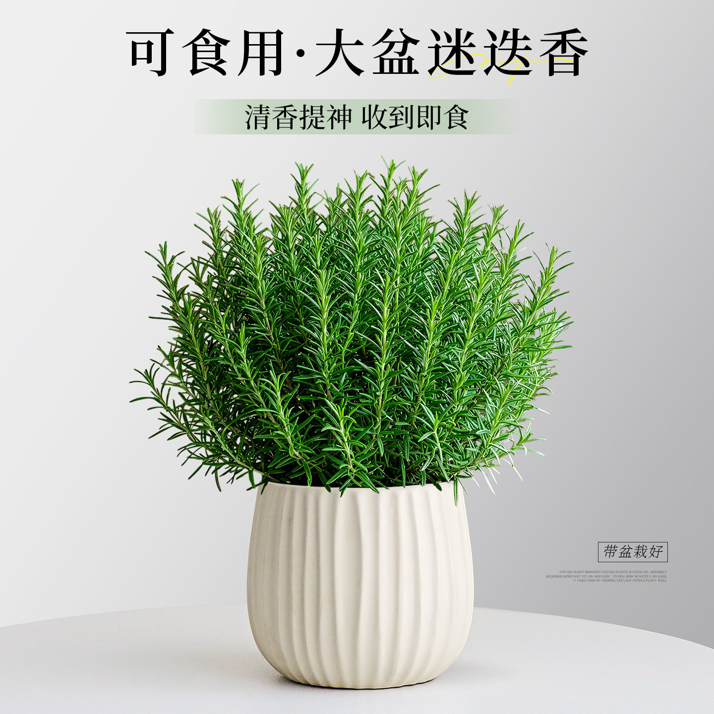5A级大盆迷迭香绿植室内可食用薄荷驱蚊紫苏盆栽香草植物猫薄荷叶
