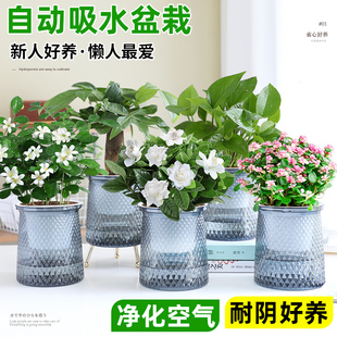 栀子花发财树绿植盆栽花卉办公室内多肉绿萝箩桌面水培好养活植物