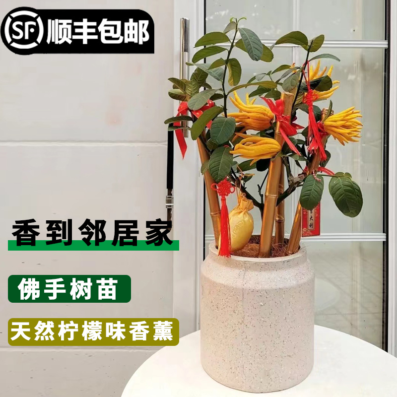 佛手树苗盆栽室内办公室春秋