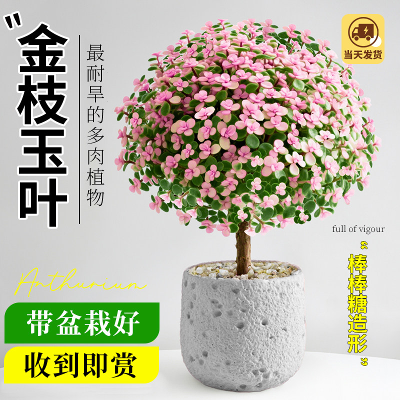 金枝玉叶盆栽老桩多肉棒棒糖造型盆景办公室桌面绿植花卉四季好养,鲜花速递/花卉仿真/绿植园艺,绿植,淘宝优惠券,粉丝福利购,淘宝优惠卷
