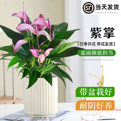 齐祖梦幻紫掌花卉绿植室内好养