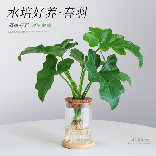 【小天使春羽】桌面好养活小盆栽