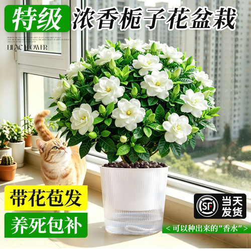 【浓香老桩】栀子花盆栽带花苞