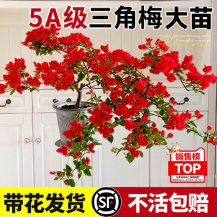 三角梅带花盆栽绿樱重瓣漳红樱老桩绿植耐寒开花室内阳台爬藤植物