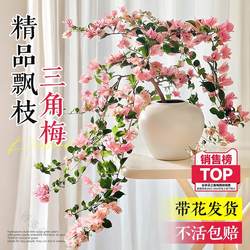 飘枝米罗三角梅盆栽带花老桩漳红樱四季好养卉室内客厅阳台绿植物