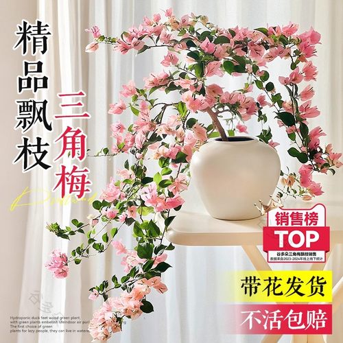 【带花发货】特级米罗三角梅盆栽