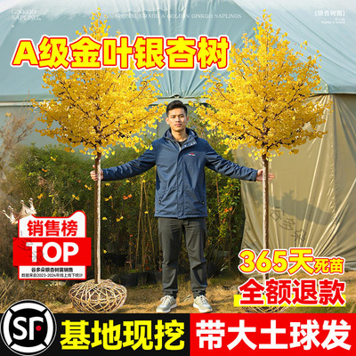 银杏树苗白果活苗金叶银杏绿化树