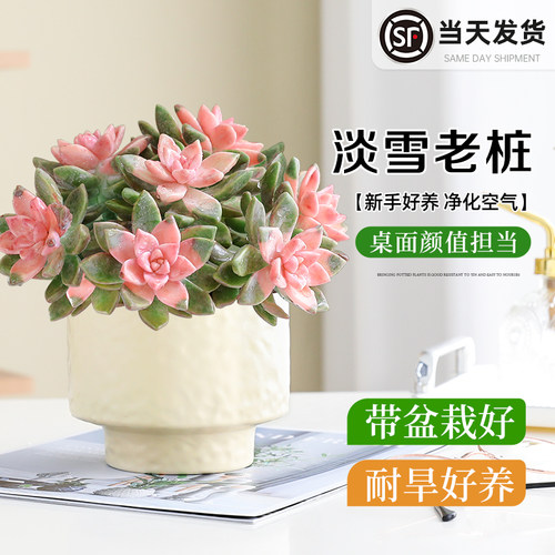 多肉植物淡雪盆栽好养桌面小绿植