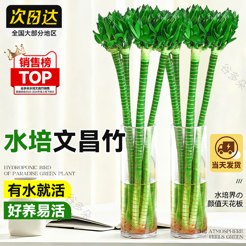 水培文昌竹4枝金榜题名富贵竹