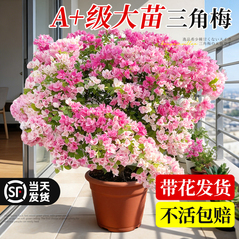 【销量榜TOP!】特级带花三角梅图片