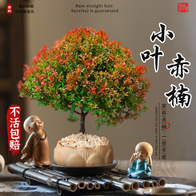 小叶赤楠盆栽桌面绿植中式摆件
