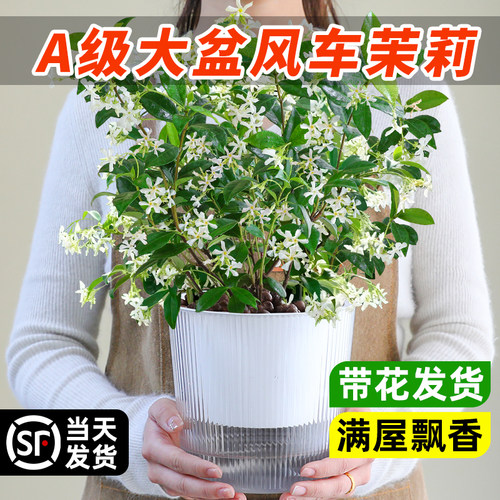 风车茉莉盆栽室内外四季常青绿植