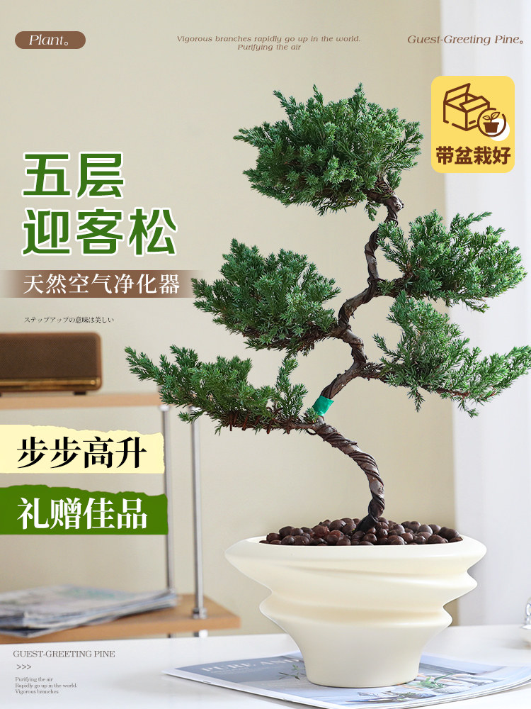 真柏迎客松真树盆景五层塔松客厅花卉盆栽开业送礼室内外四季好养