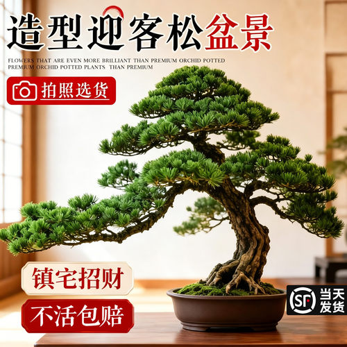 造型罗汉松盆景迎客松老桩真树