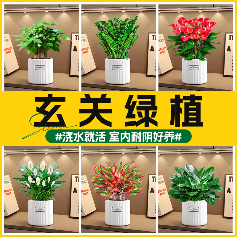 玄关绿植发财树金钱树室内植物花卉白掌红掌盆栽招财旺宅四季好养