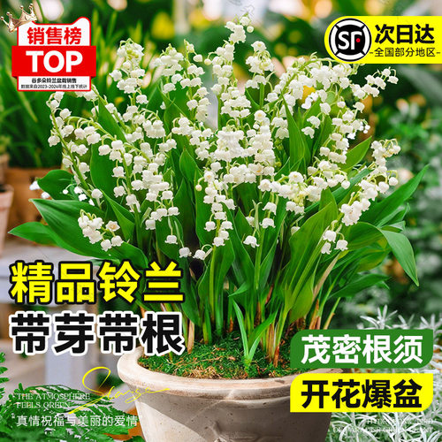 铃兰花苗盆栽带根带芽种球耐寒