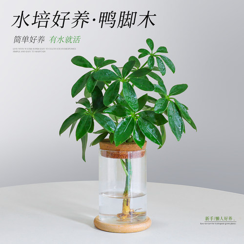 【热销招财植物】水培鸭脚木盆栽