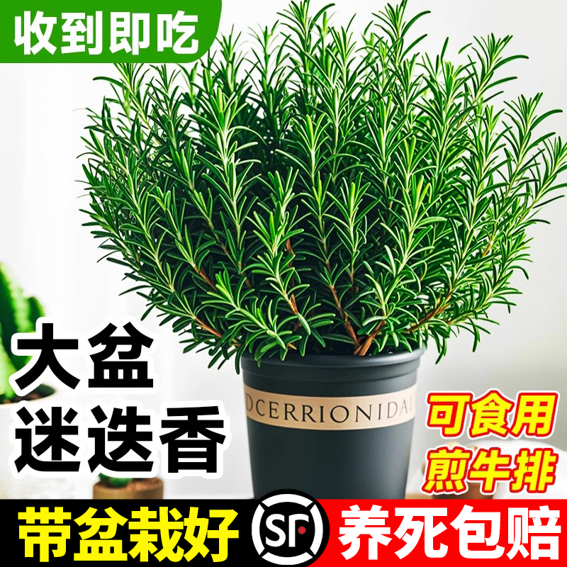 可食用大盆迷迭香盆栽植物超好养