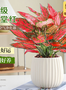 大盆满堂红盆栽室内四季好养易活