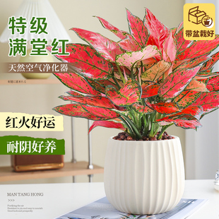 大盆满堂红盆栽吉利红如意皇后绿植室内四季好养易活喜庆花卉植物