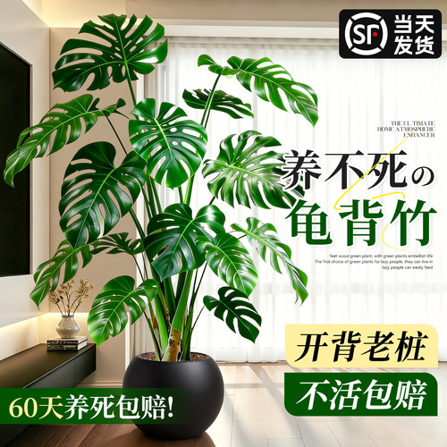 龟背竹客厅绿植室内高级感大叶