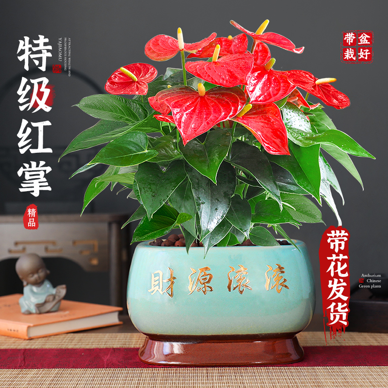 特级大盆红掌盆栽花卉室内绿植