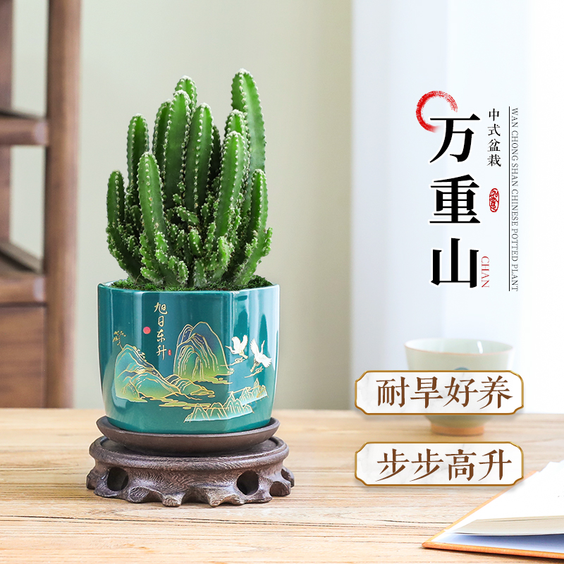 万重山盆栽绿植仙人掌多肉植物室内办公室桌面上摆件耐旱四季好养
