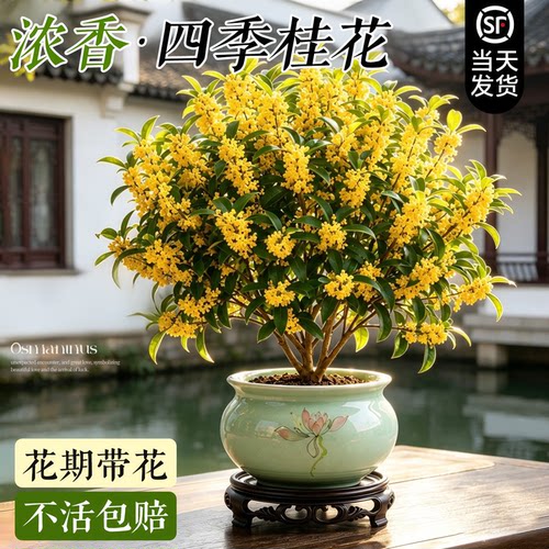 【满屋桂花香】老桩桂花四季好养