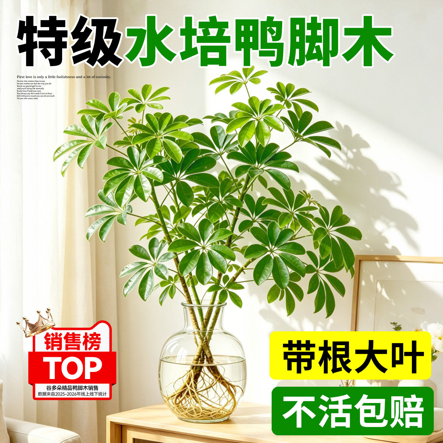 特级水培鸭脚木绿植物盆栽带根办公室内好养四季常青八方来财除醛