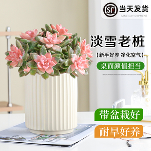 多肉植物淡雪老桩盆栽室内桌面大颗肉肉植物办公室懒人绿植好养活