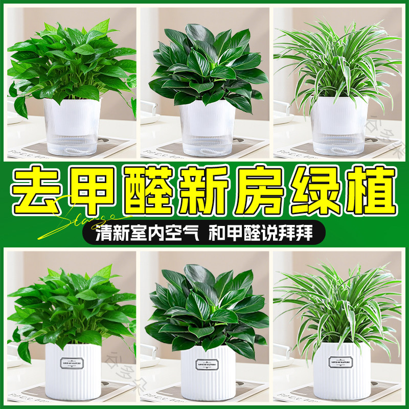 【新房除醛】净化空气好养盆栽图片
