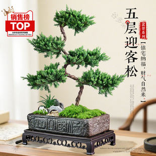 五层塔松盆栽室内客厅迎客松植物办公室绿植花卉乔迁开 业盆景礼