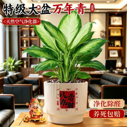 【净化除醛】大叶万年青耐阴好养