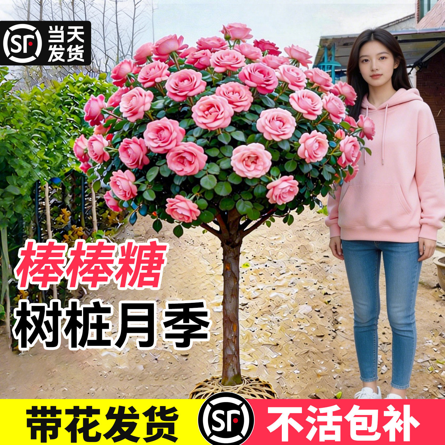 棒棒糖树桩月季粉龙老桩嫁接特大花树苗四季阳台庭院玫瑰花卉盆栽