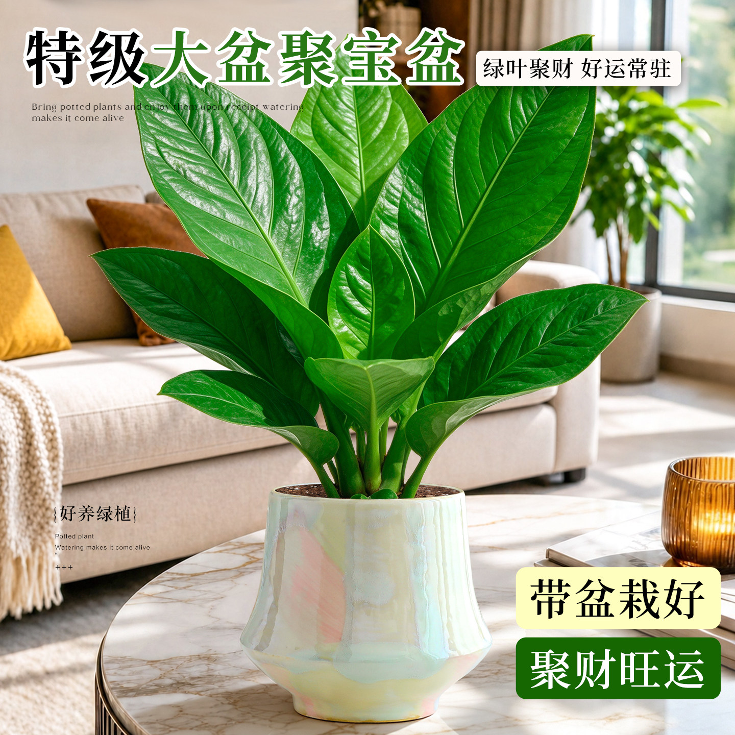 特级聚宝盆室内客厅摆件桌面招财旺运绿植物耐阴好养活发财树花卉